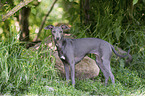 standing Italian Greyhound