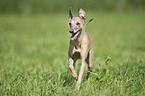 running Italian Greyhound