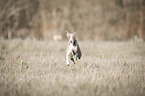 running Italian Greyhound