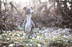 sitting Italian Greyhound