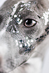 male Italian greyhound