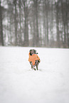 Italian Greyhound in the snow