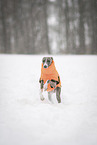 Italian Greyhound in the snow