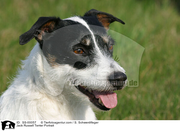 Jack Russell Terrier Portrait / SS-00057