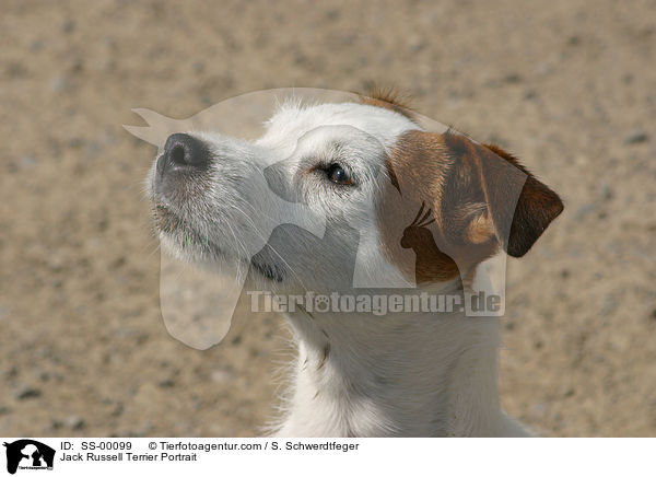 Jack Russell Terrier Portrait / SS-00099
