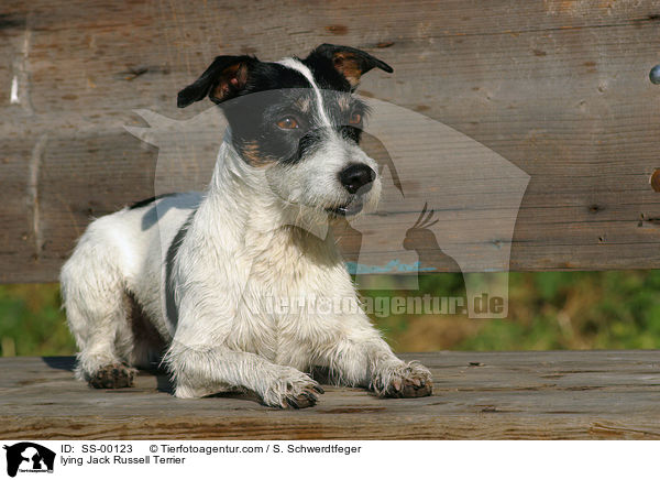 lying Jack Russell Terrier / SS-00123