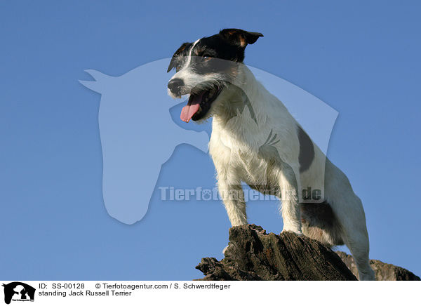 standing Jack Russell Terrier / SS-00128