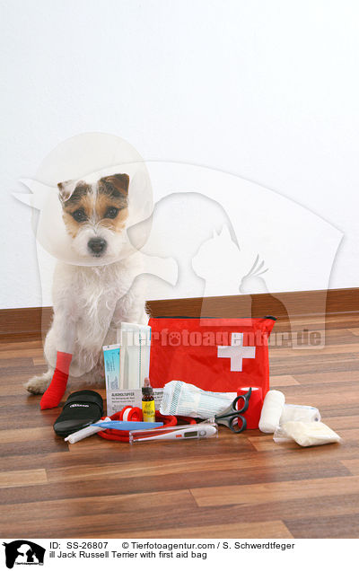 ill Jack Russell Terrier with first aid bag / SS-26807