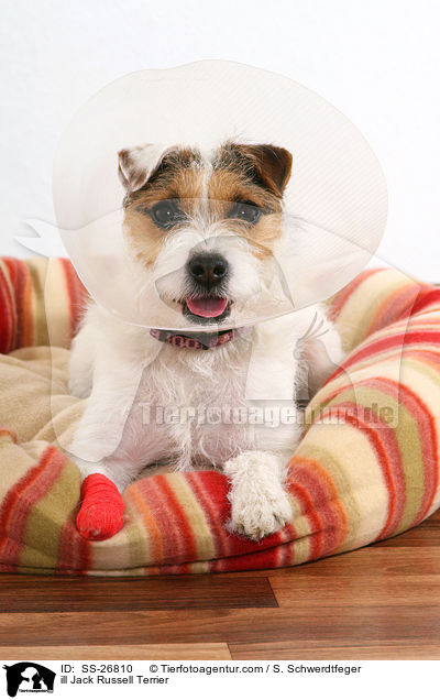 ill Jack Russell Terrier / SS-26810