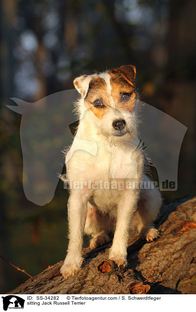 sitting Jack Russell Terrier / SS-34282