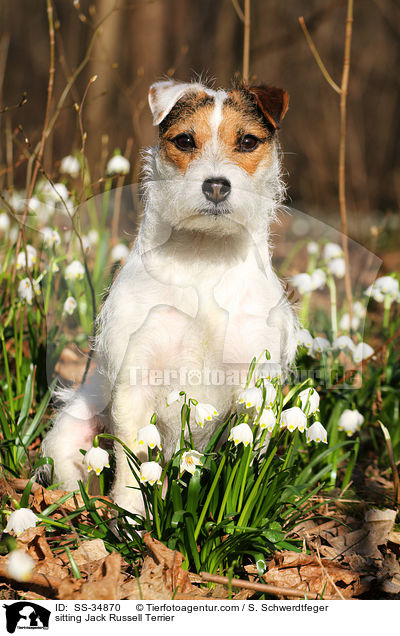 sitting Jack Russell Terrier / SS-34870