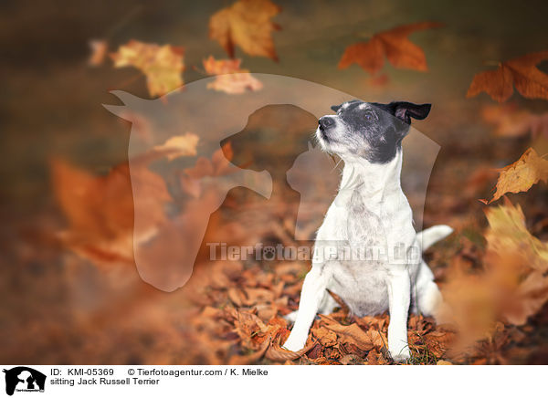 sitzender Jack Russell Terrier / sitting Jack Russell Terrier / KMI-05369