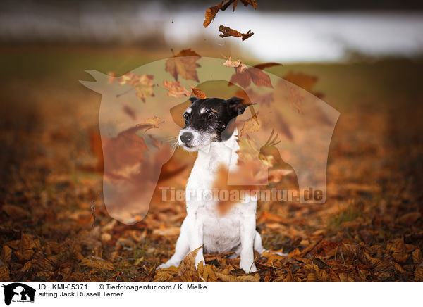 sitzender Jack Russell Terrier / sitting Jack Russell Terrier / KMI-05371