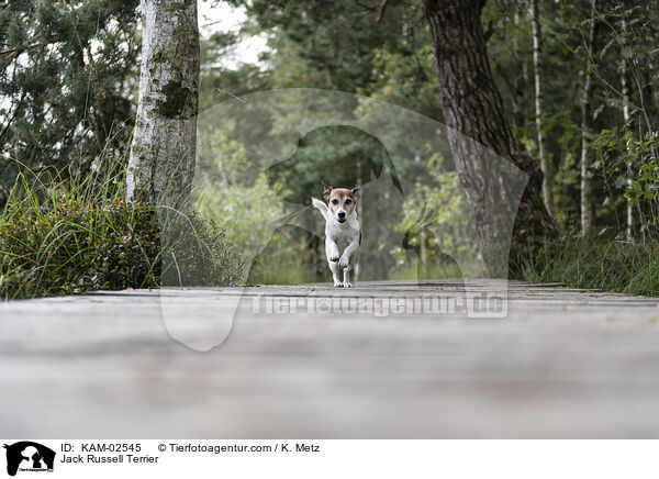 Jack Russell Terrier / KAM-02545