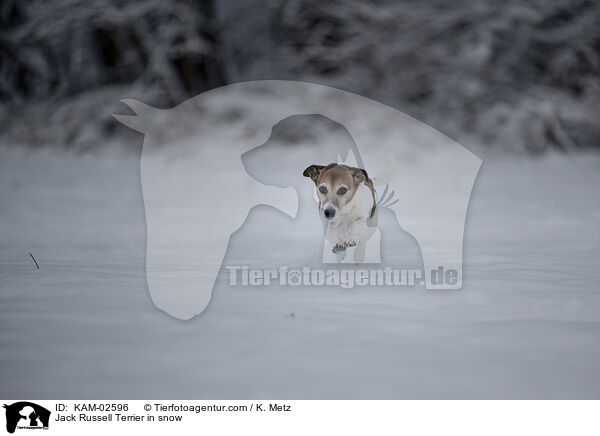 Jack Russell Terrier in snow / KAM-02596