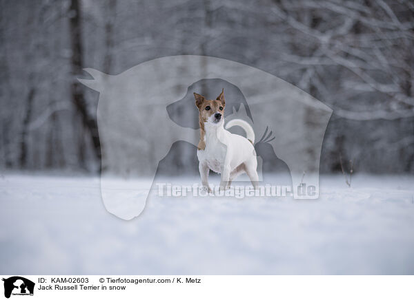 Jack Russell Terrier in snow / KAM-02603