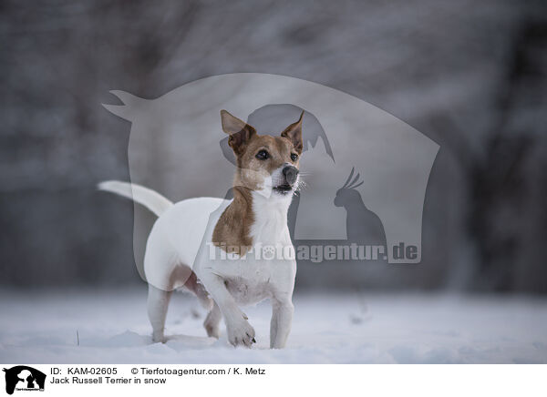 Jack Russell Terrier in snow / KAM-02605