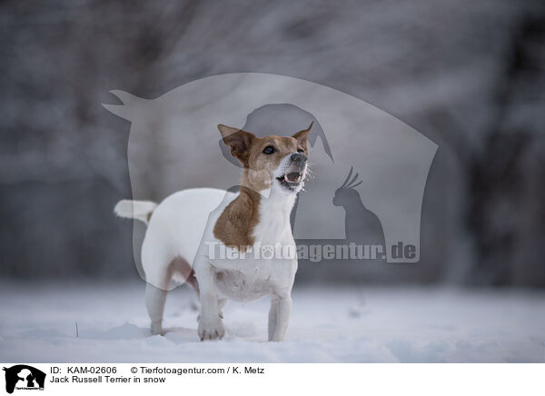 Jack Russell Terrier in snow / KAM-02606