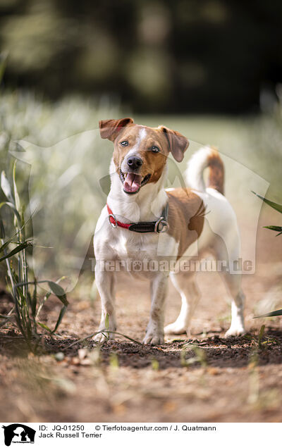 Jack Russell Terrier / JQ-01250
