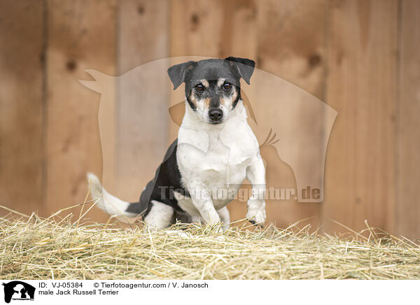 male Jack Russell Terrier / VJ-05384