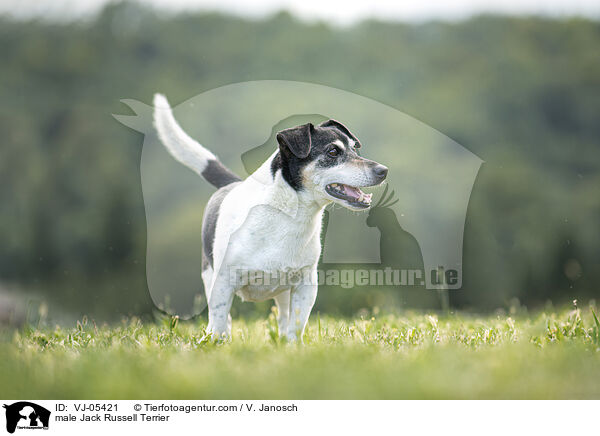 male Jack Russell Terrier / VJ-05421