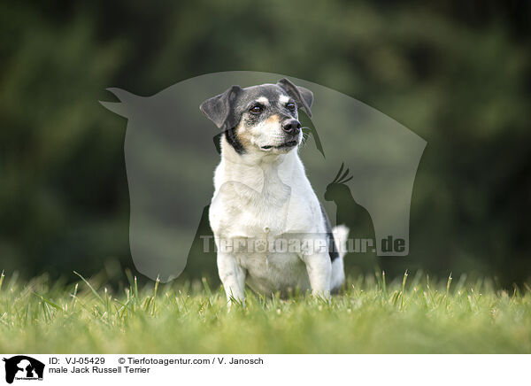 Jack Russell Terrier Rde / male Jack Russell Terrier / VJ-05429