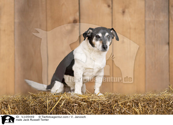 male Jack Russell Terrier / VJ-05449