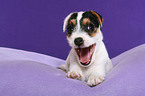 yawning Jack Russell Terrier Puppy