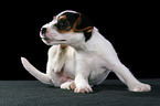 Jack Russell Terrier Puppy itches itself