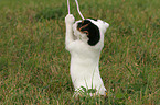 playing Jack Russell Terrier puppy
