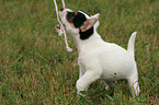 playing Jack Russell Terrier puppy