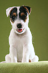 winking Jack Russell Terrier Puppy