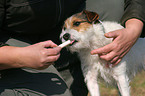 deworming a Jack Russell Terrier