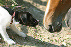 Jack Russell Terrier and horses