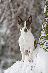 Jack Russell Terrier sits in snow