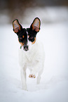 Jack Russell Terrier in the snow