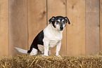 male Jack Russell Terrier