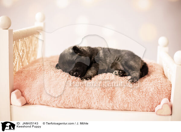 Keeshond Puppy / JAM-05143
