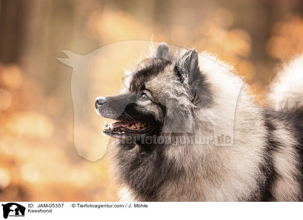 Wolfsspitz / Keeshond / JAM-05357
