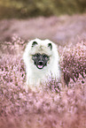 young Keeshond