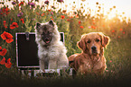 Keeshond puppy and Golden Retriever