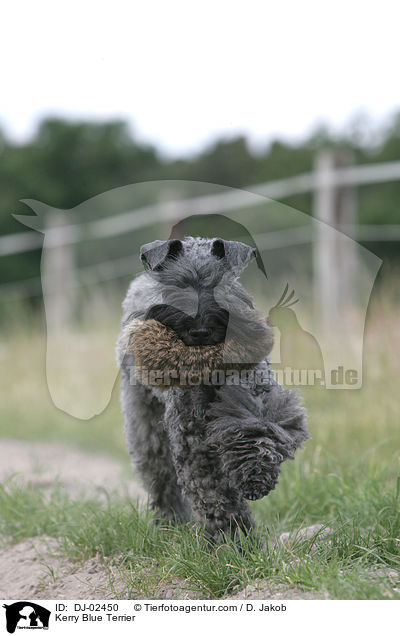 Kerry Blue Terrier / DJ-02450
