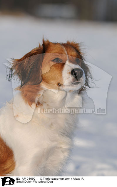 Small Dutch Waterfowl Dog / AP-04692