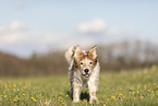 Krom dog runs across meadow
