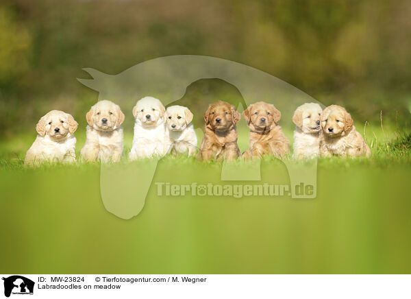 Labradoodles on meadow / MW-23824