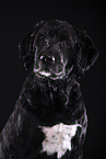 Labradoodle in front of black background