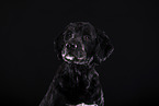 Labradoodle in front of black background