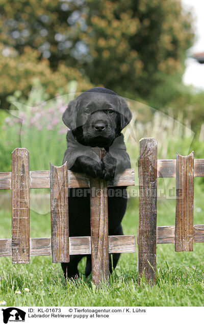 Labrador Retriever puppy at fence / KL-01673