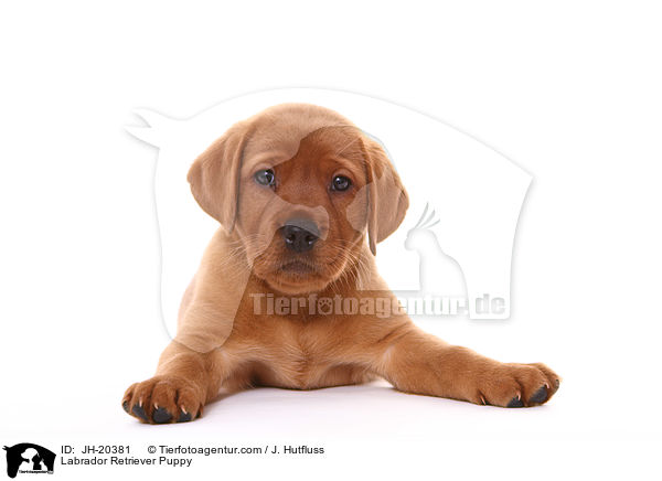 Labrador Retriever Puppy / JH-20381