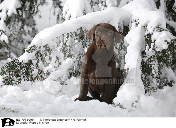 Labrador Puppy in snow / RR-80064